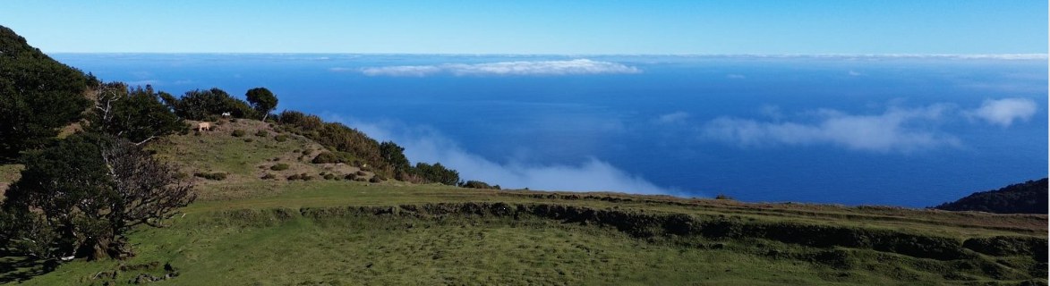 Madeira laurel forest plateau, looking out over the clouds toward the Atlantic