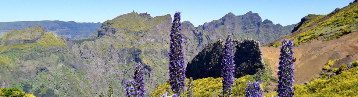 Pico Arieiro mountain range with Pride-of-Madeira flowers in the foreground