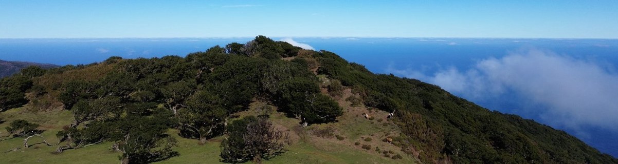 Madeira laurel hilltop overlooking the open ocean