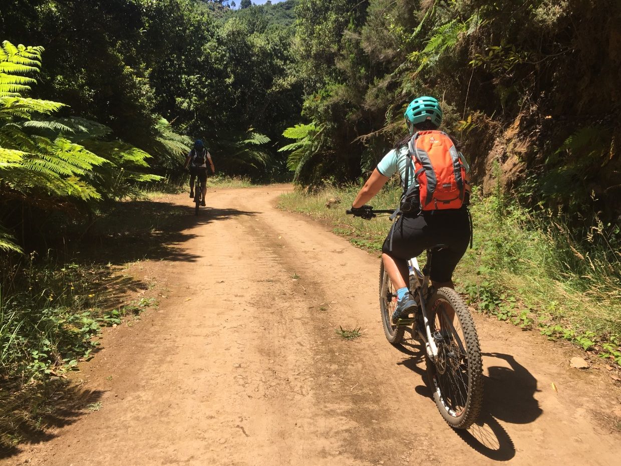 Bikers on a laurel forest track